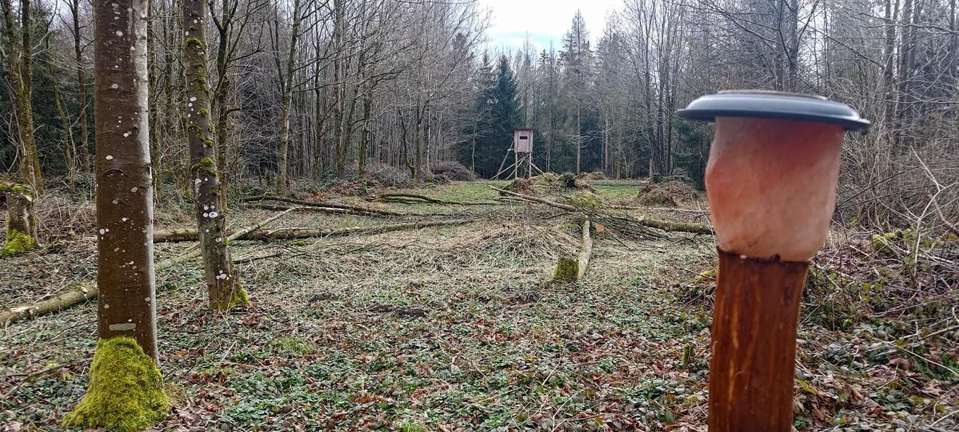 Ein Salzstein soll Wild in diese Jagdschneise locken – frei zum Abschuss.