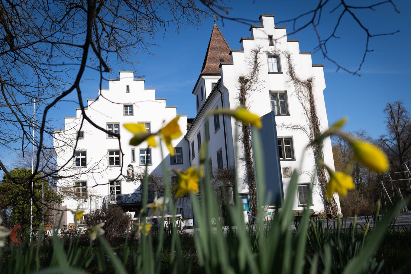 Die Osterglocken spriessen vor dem Schloss Wartegg in Rorschacherberg.