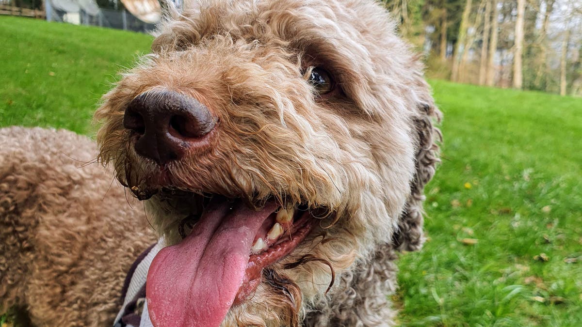 Haustiere in der Ostschweiz: Trüffelhund Qiu aus St.Gallen