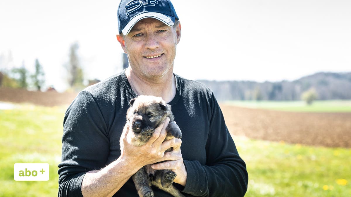 hundezuchter der papa der polizeihunde kommt aus dem thurgau ein hund kann nie so bose sein wie ein mensch