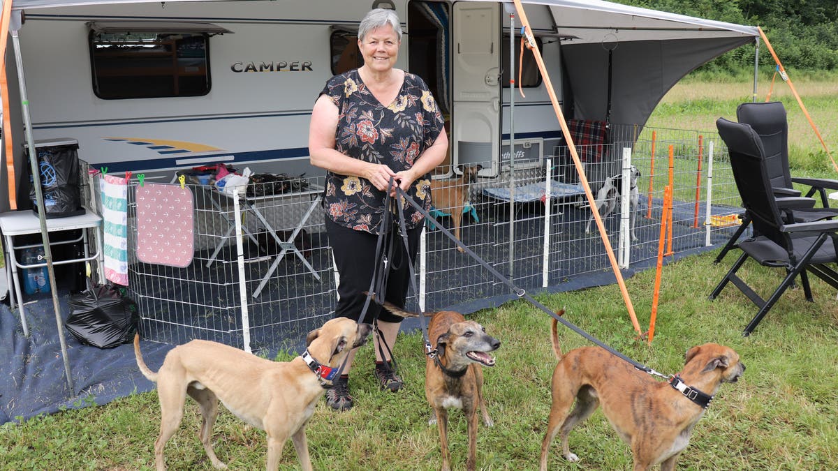 Windhunderennen Kleindöttingen «Hier werden sie zur Granate»