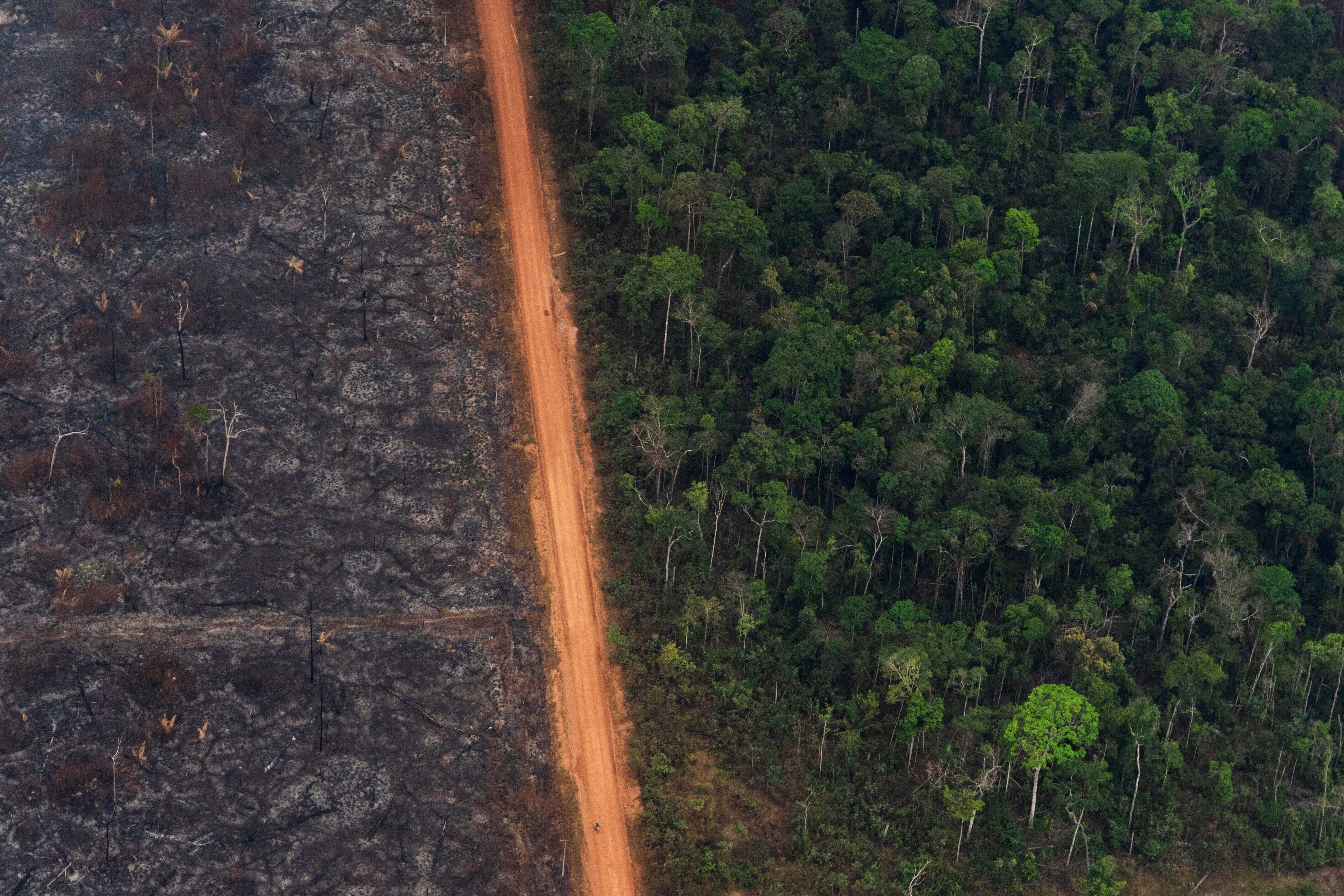 Проблема тропического леса. Вырубленные тропические леса Латинской Америки. Обезлесение Бразилии. Вырубка тропических лесов Амазонии. Вырубка леса в Амазонии.